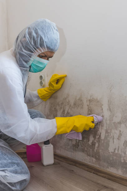 Best Comprehensive Air Testing for Mold Contaminants  in Creston, OH